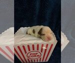 Small Photo #1 English Bulldogge Puppy For Sale in MIAMI, FL, USA