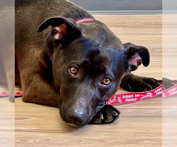 Medium Photo #1 Mutt Puppy For Sale in Canton, CT, USA