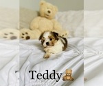 Small Photo #7 Morkie Puppy For Sale in COOKEVILLE, TN, USA