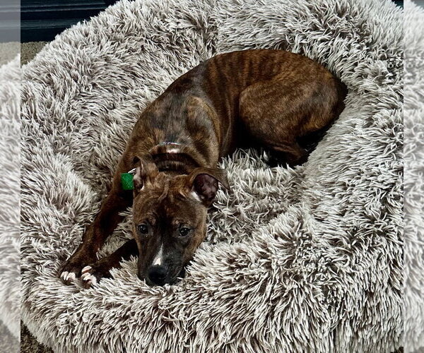 Medium Photo #2 Mutt Puppy For Sale in Clarkston, MI, USA