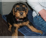 Small Photo #11 Airedale Terrier Puppy For Sale in CHARLESTOWN, IN, USA