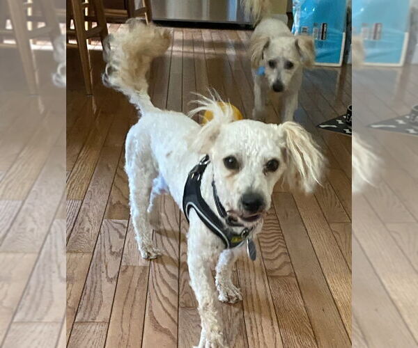 Medium Photo #8 Poodle (Miniature)-Unknown Mix Puppy For Sale in Greenbelt, MD, USA