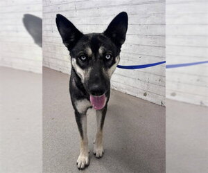 Gerberian Shepsky Dogs for adoption in San Bernardino, CA, USA