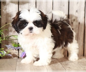 Shih Tzu Puppy for sale in MOUNT VERNON, OH, USA