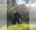 Small #4 Cane Corso-Doberman Pinscher Mix
