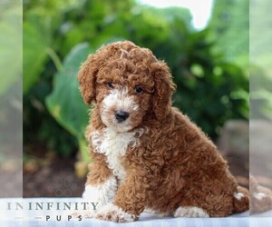 Goldendoodle (Miniature) Puppy for sale in LITITZ, PA, USA