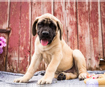 Small Photo #1 Mastiff Puppy For Sale in WAKARUSA, IN, USA