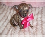 Small Photo #9 Chihuahua Puppy For Sale in JACKSON, MS, USA