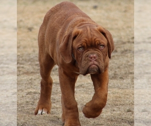 Dogue de Bordeaux Puppy for sale in ANDOVER, CT, USA