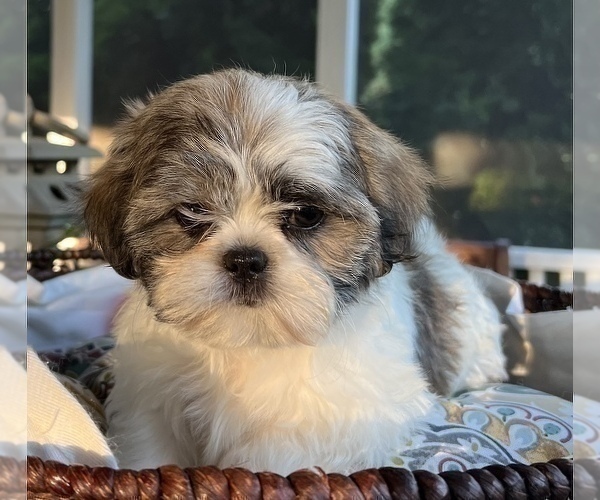 Medium Photo #9 Shih Tzu Puppy For Sale in NOBLESVILLE, IN, USA