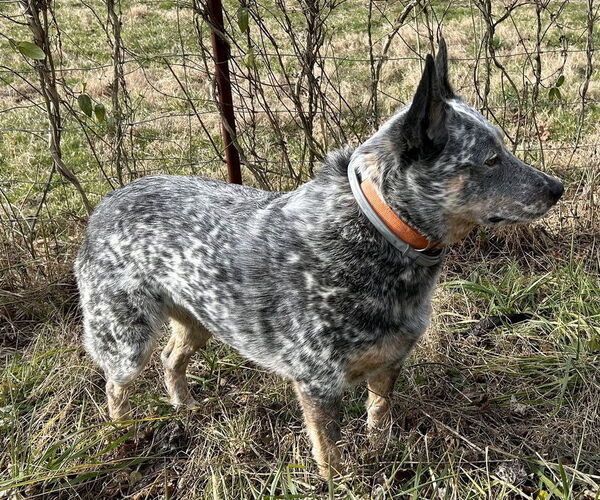Medium Photo #3 Mutt Puppy For Sale in Cookeville, TN, USA