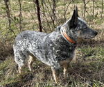 Small #2 Mutt