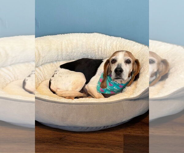 Medium Photo #2 Beagle Puppy For Sale in Evansville, IN, USA