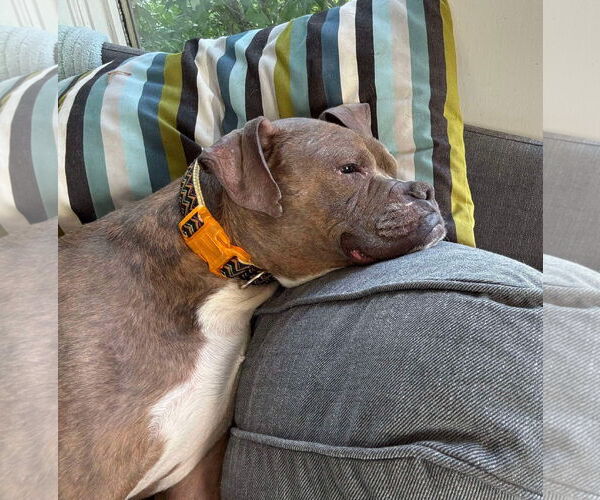 Medium Photo #7 Boxer-Unknown Mix Puppy For Sale in Germantown, OH, USA