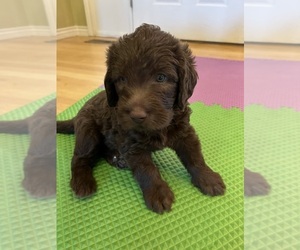 Labradoodle Puppy for sale in LYONS, CO, USA