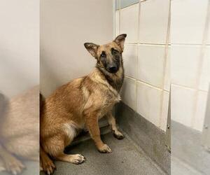 Mutt Dogs for adoption in San Antonio, TX, USA