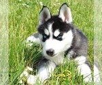 Small Photo #3 Siberian Husky Puppy For Sale in DANVILLE, PA, USA