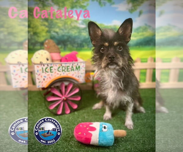 Medium Photo #4 Toxirn Puppy For Sale in Arcadia, FL, USA