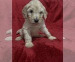 Small #1 Goldendoodle