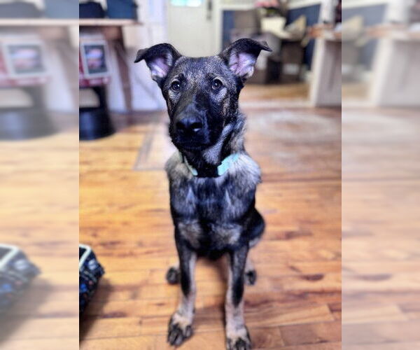 Medium Photo #11 German Shepherd Dog Puppy For Sale in Sebec, ME, USA