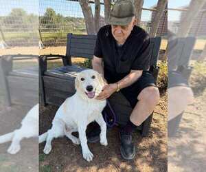 Amelia - Female Great Pyrenees Dog for Adoption - Photo #2
