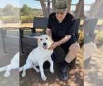 Small Photo #2 Great Pyrenees Puppy For Sale in Spring, TX, USA