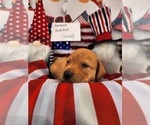 Small Photo #11 Labrador Retriever Puppy For Sale in BUFFALO, NY, USA