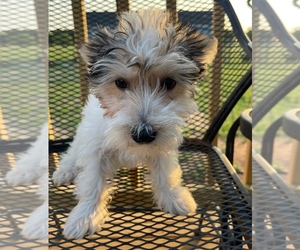 YorkiePoo Puppy for Sale in AQUILLA, Texas USA
