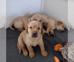Small Photo #1 Labrador Retriever Puppy For Sale in NORWALK, WI, USA