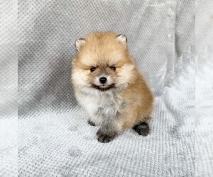 Pomeranian Puppy for sale in DAWSONVILLE, GA, USA