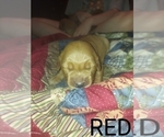 Small Photo #10 Golden Retriever Puppy For Sale in BLACKBURN, NC, USA
