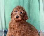 Small Photo #7 Poodle (Standard) Puppy For Sale in DUNDEE, OH, USA