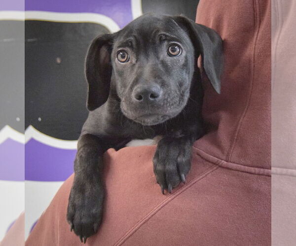 Medium Photo #4 German Shepherd Dog-Unknown Mix Puppy For Sale in Huntley, IL, USA