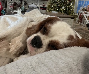 Father of the Cavalier King Charles Spaniel puppies born on 02/04/2026