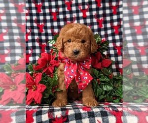 Double Doodle Puppy for sale in NOTTINGHAM, PA, USA