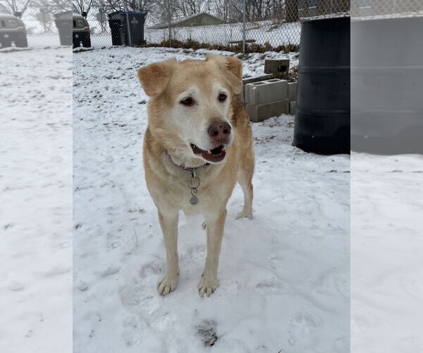 Medium Photo #7 Alaskan Malamute-German Shepherd Dog Mix Puppy For Sale in Techny, IL, USA