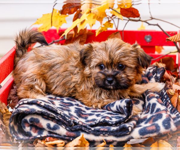 Medium Photo #4 Shorkie Tzu Puppy For Sale in WAKARUSA, IN, USA