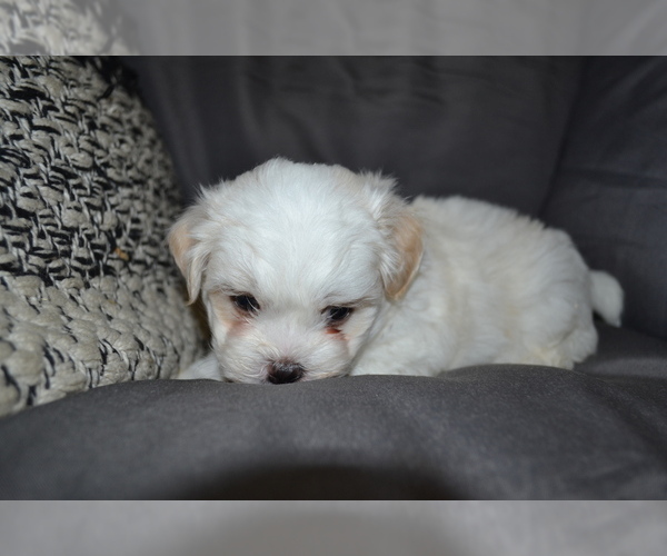 Medium Photo #4 Mal-Shi Puppy For Sale in GREENWOOD, WI, USA