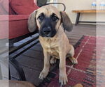 Small #11 Mastiff Mix