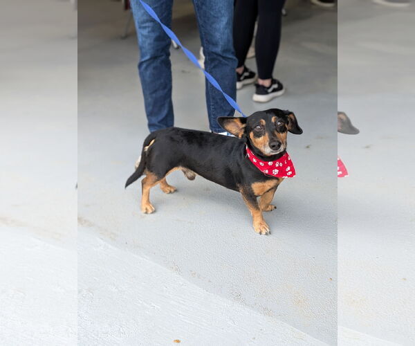 Medium Photo #2 Dachshund-Unknown Mix Puppy For Sale in Oakhurst, NJ, USA