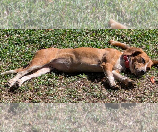 Medium Photo #7 Beagle-Unknown Mix Puppy For Sale in Dunnellon, FL, USA
