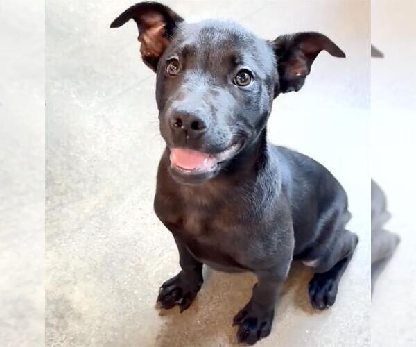 Medium Photo #3 Labrador Retriever-Unknown Mix Puppy For Sale in Houston, TX, USA
