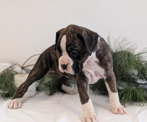 Medium Photo #2 Boxer Puppy For Sale in GOSHEN, IN, USA