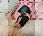 Small Photo #290 Border Collie Puppy For Sale in NORBORNE, MO, USA