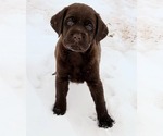 Small #23 Labrador Retriever