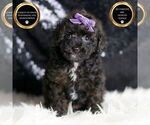Puppy Tiny Tina AKC Poodle (Toy)