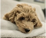 Small Photo #3 Goldendoodle (Miniature) Puppy For Sale in EAGLE MOUNTAIN, UT, USA