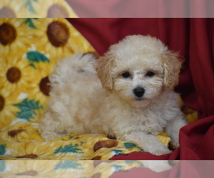 Bichpoo Puppy for sale in ELDORADO, OH, USA