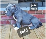 Small Photo #6 American Bully Puppy For Sale in ROCKVILLE, MD, USA