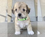 Small Maltipoo (Miniature)